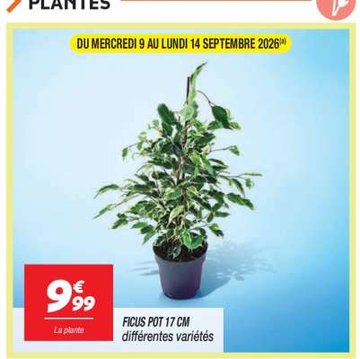 FICUS POT 17 CM