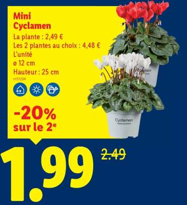 Mini cyclamen