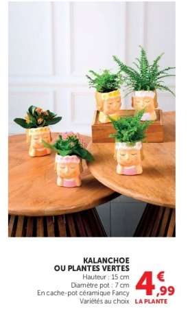 Kalanchoe ou plantes vertes