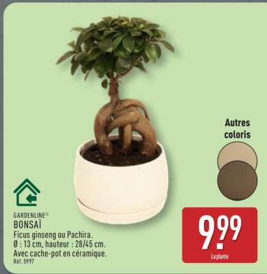 Bonsai
