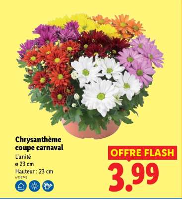 Chrysanthème coupe carnaval