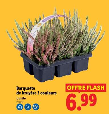 Barquette de bruyère 3 couleurs