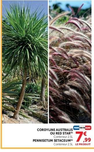 CORDYLINE AUSTRALIS OU RED STAR / PENNISETUM SETACEUM