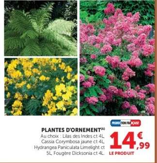 PLANTES D'ORNEMENT