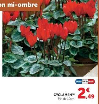 Cyclamen