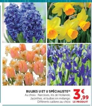 Bulbes U et U Spécialiste