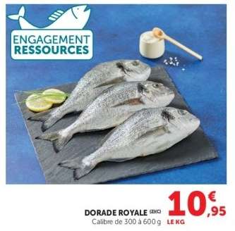 DORADE ROYALE