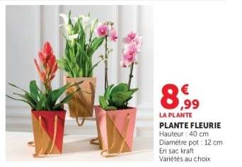 Plante fleurie