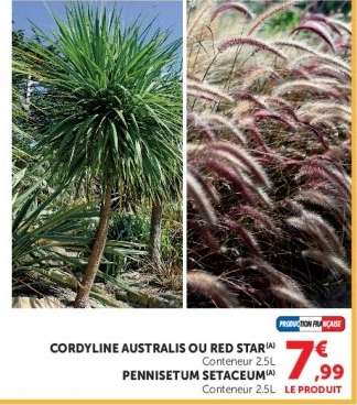 CORDYLINE AUSTRALIS OU RED STAR / PENNISETUM SETACEUM