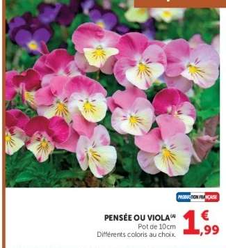 Pensée ou Viola