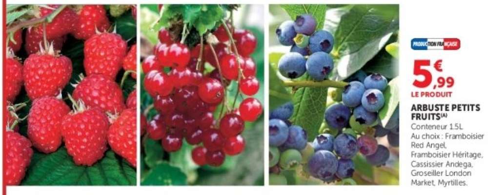 Arbuste Petits Fruits