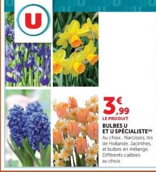 Bulbes U et U Spécialiste