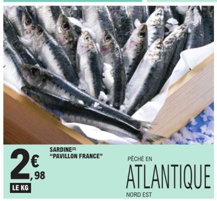 SARDINE