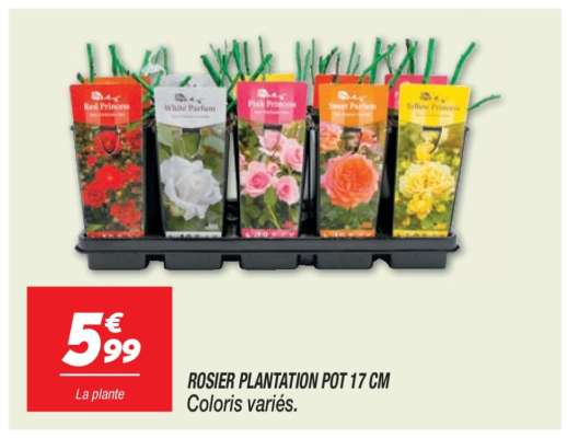 ROSIER PLANTATION POT 17 CM