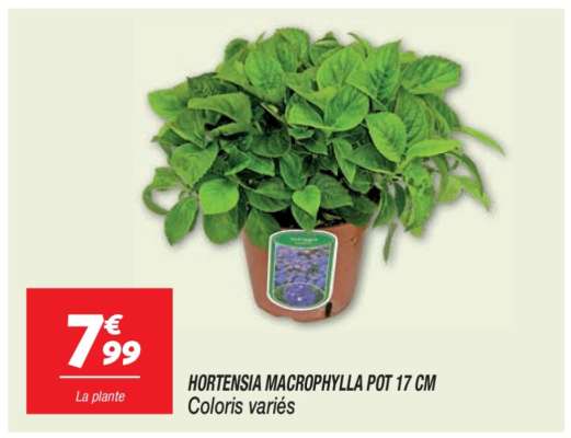 HORTENSIA MACROPHYLLA POT 17 CM