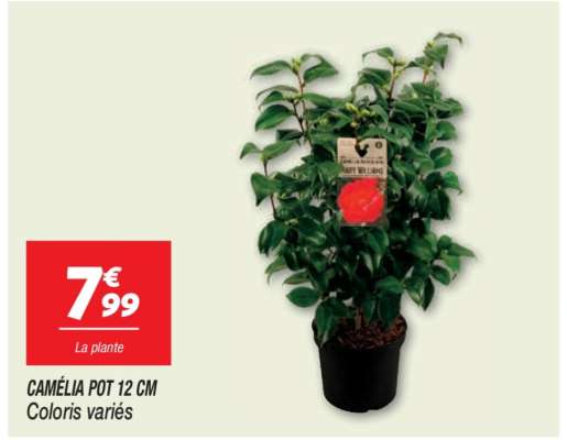 CAMÉLIA POT 12 CM