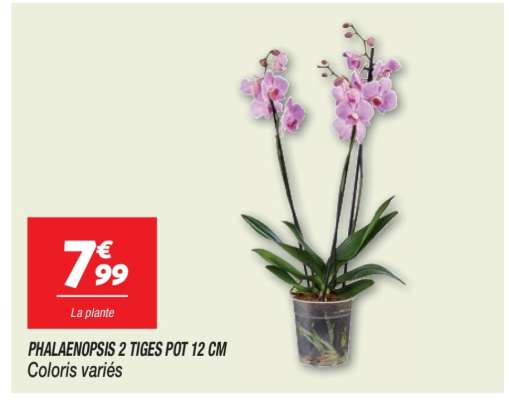 PHALAENOPSIS 2 TIGES POT 12 CM