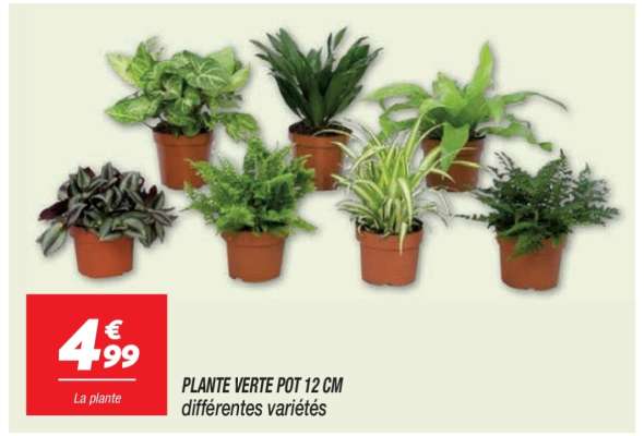 PLANTE VERTE POT 12 CM