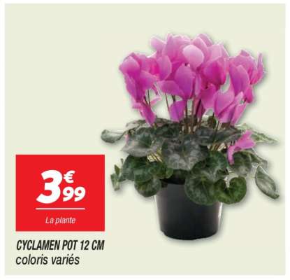 Cyclamen pot 12 cm