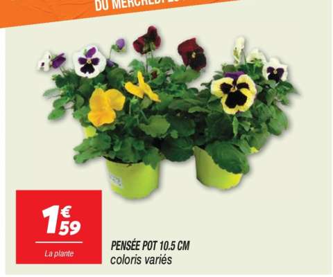 PENSÉE POT 10.5 CM