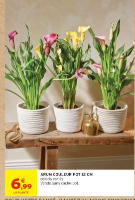 ARUM COULEUR POT 12 CM