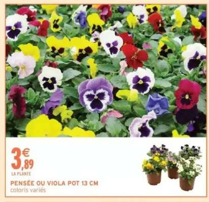 PENSÉE OU VIOLA POT 13 CM