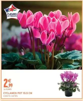 CYCLAMEN POT 10.5 CM