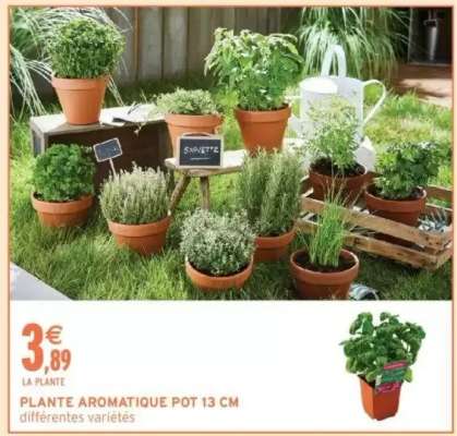 PLANTE AROMATIQUE POT 13 CM