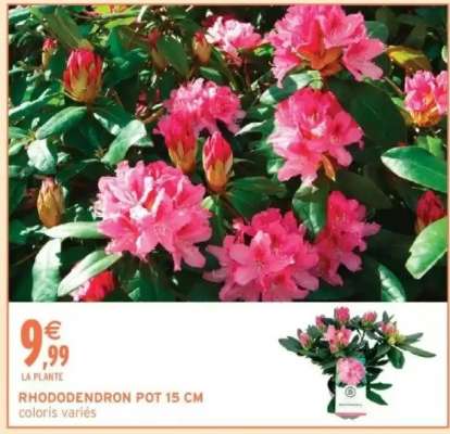 RHODODENDRON POT 15 CM