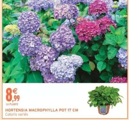 HORTENSIA MACROPHYLLA POT 17 CM