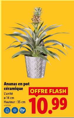 Ananas en pot céramique