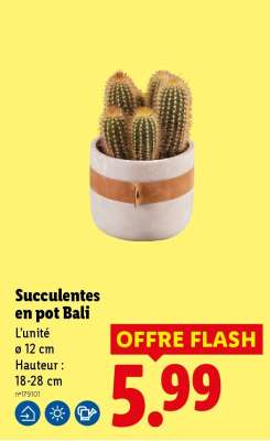 Succulentes en pot Bali