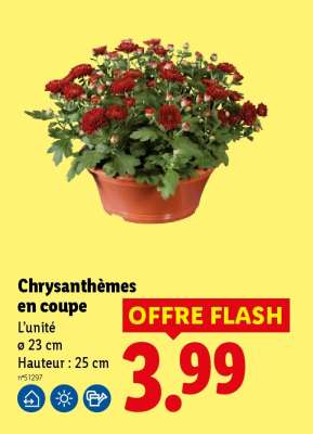 Chrysanthèmes en coupe