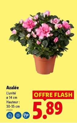Azalée