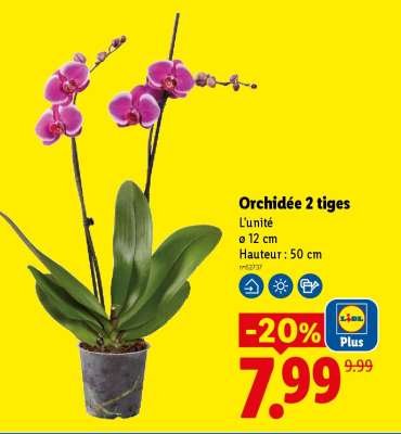Orchidée 2 tiges