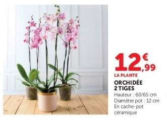 Orchidée 2 tiges