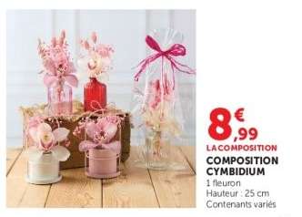 COMPOSITION CYMBIDIUM