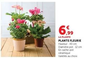 Plante fleurie