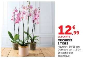 Orchidée 2 tiges