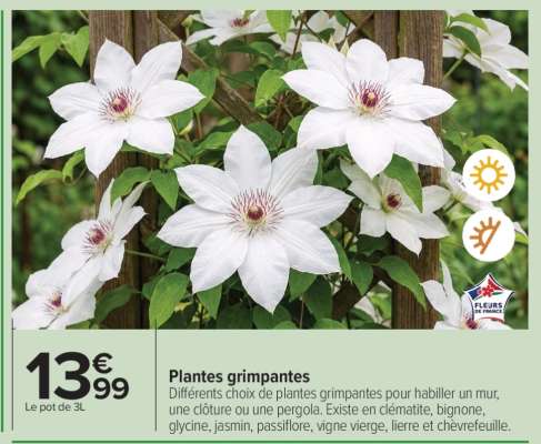 Plantes grimpantes