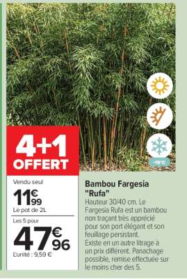 Bambou fargésia rufa