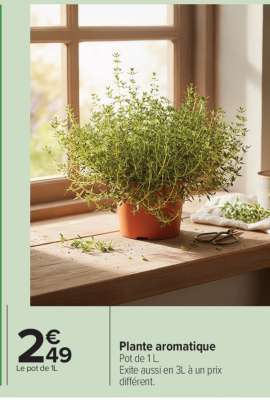 PLANTE AROMATIQUE