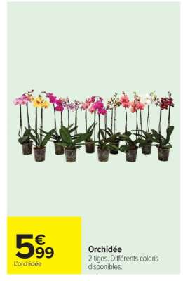 Orchidée
