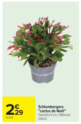 Schlumbergera "cactus de Noël"