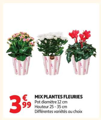 MIX PLANTES FLEURIES