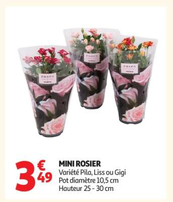 Mini Rosier