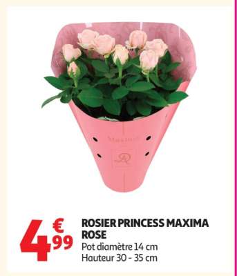 ROSIER PRINCESS MAXIMA ROSE