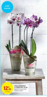 PHALAENOPSIS