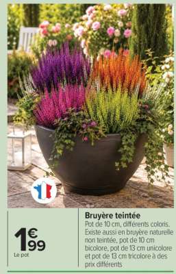 Bruyère teintée