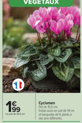 Cyclamen
